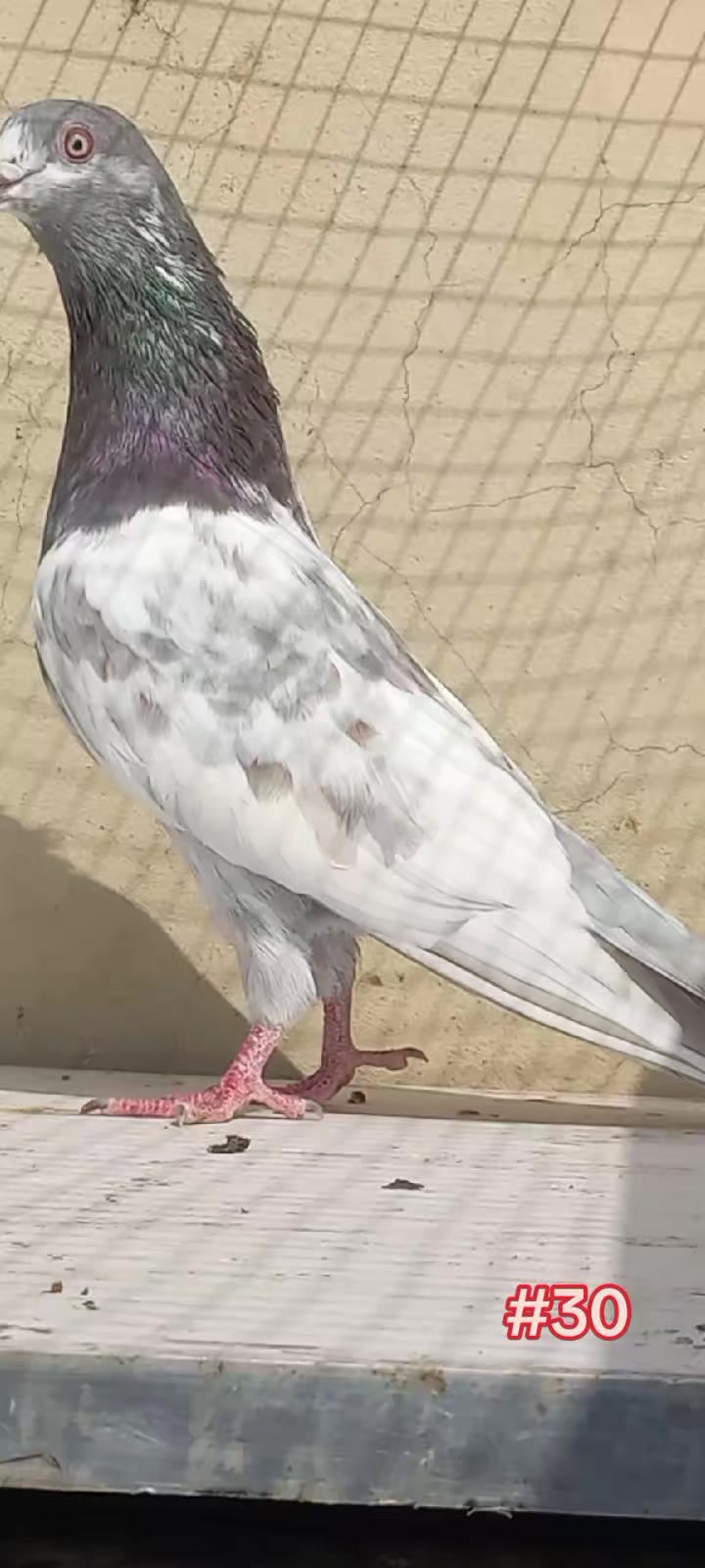 @Ranakasuripigeon