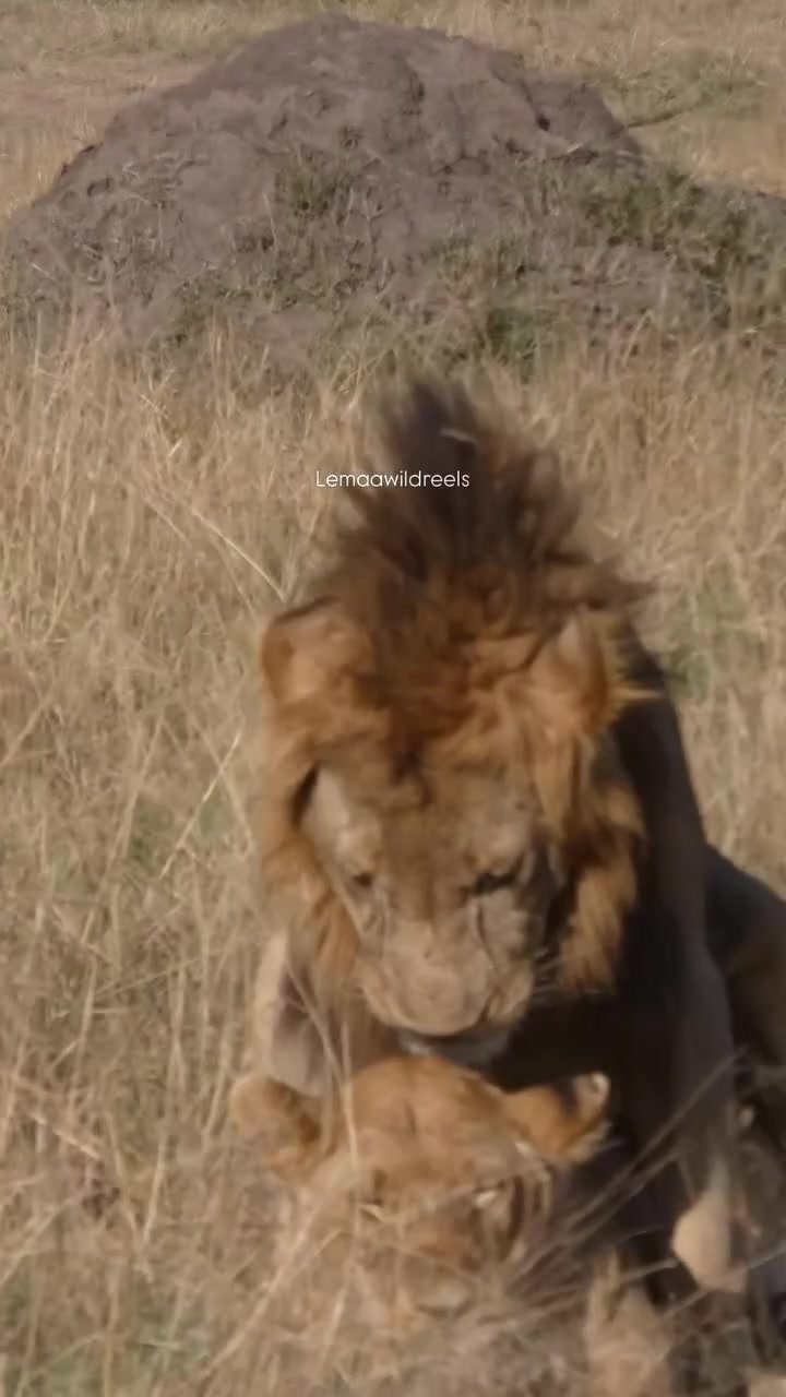 @lion_world5