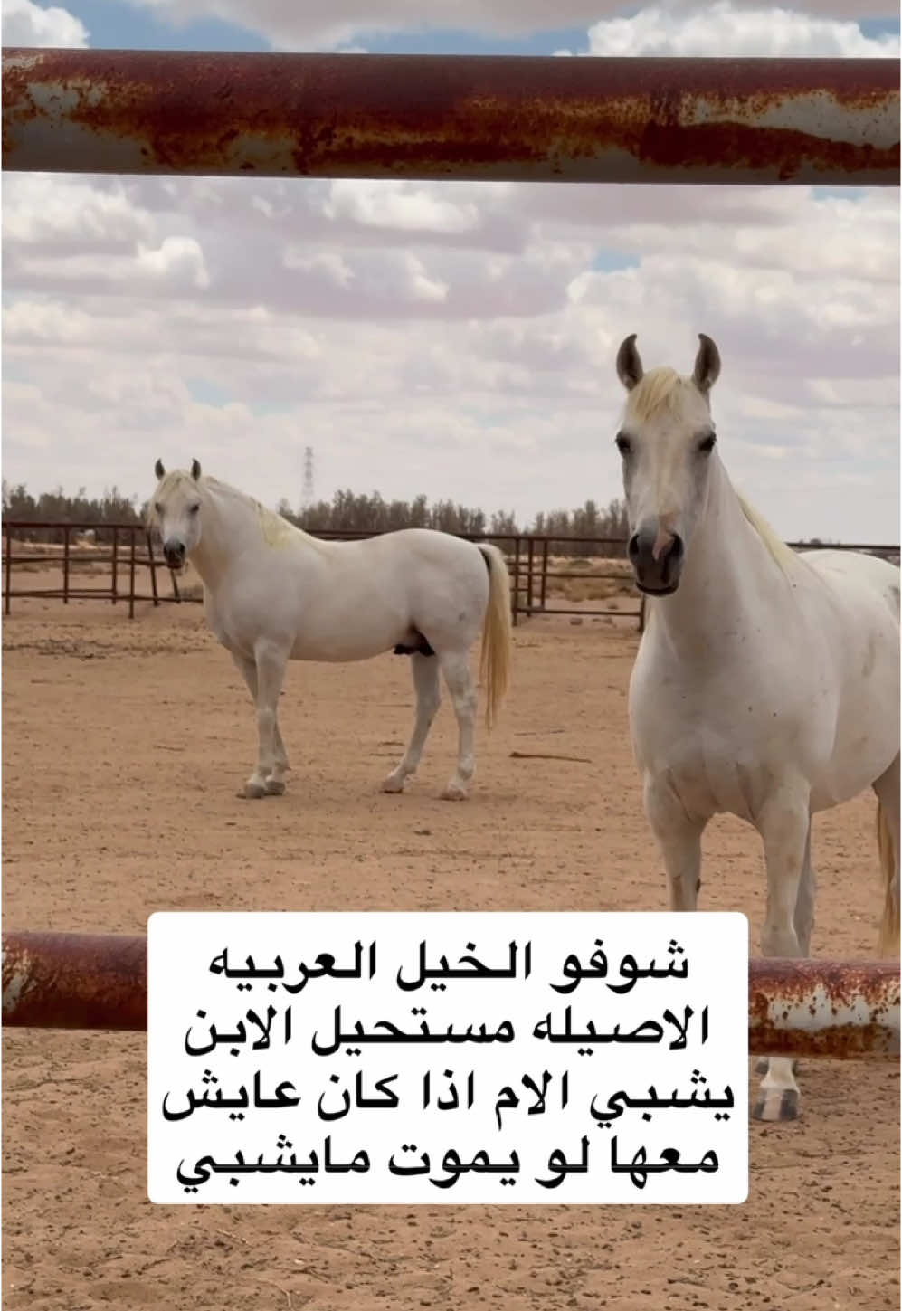 @هاني الدابس الشراري🐎