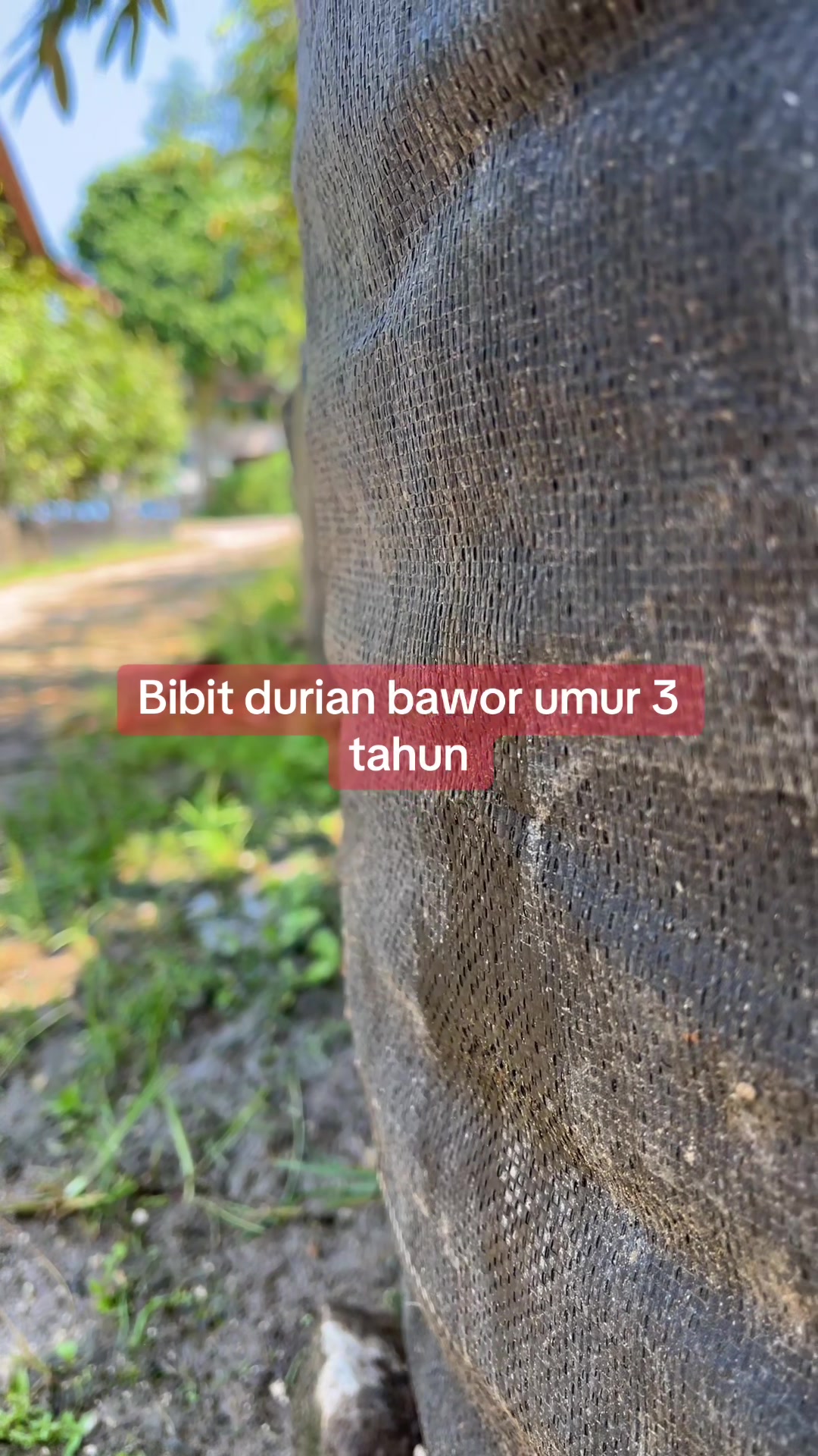 @RATU BIBIT