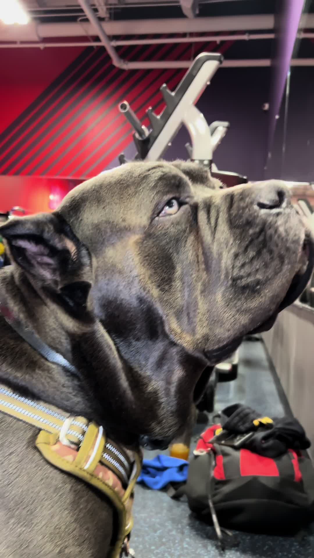 @Guardian Breed Academy