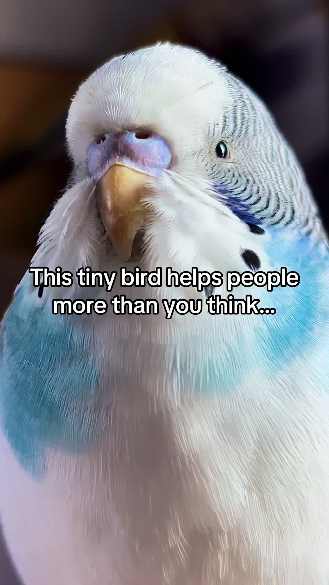 @Tiny Tweets