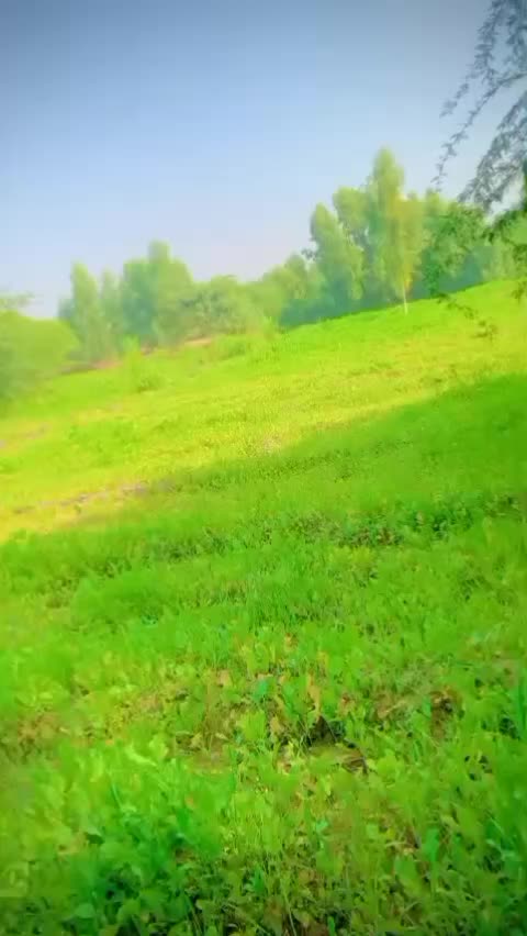 @Muzamil Hayat