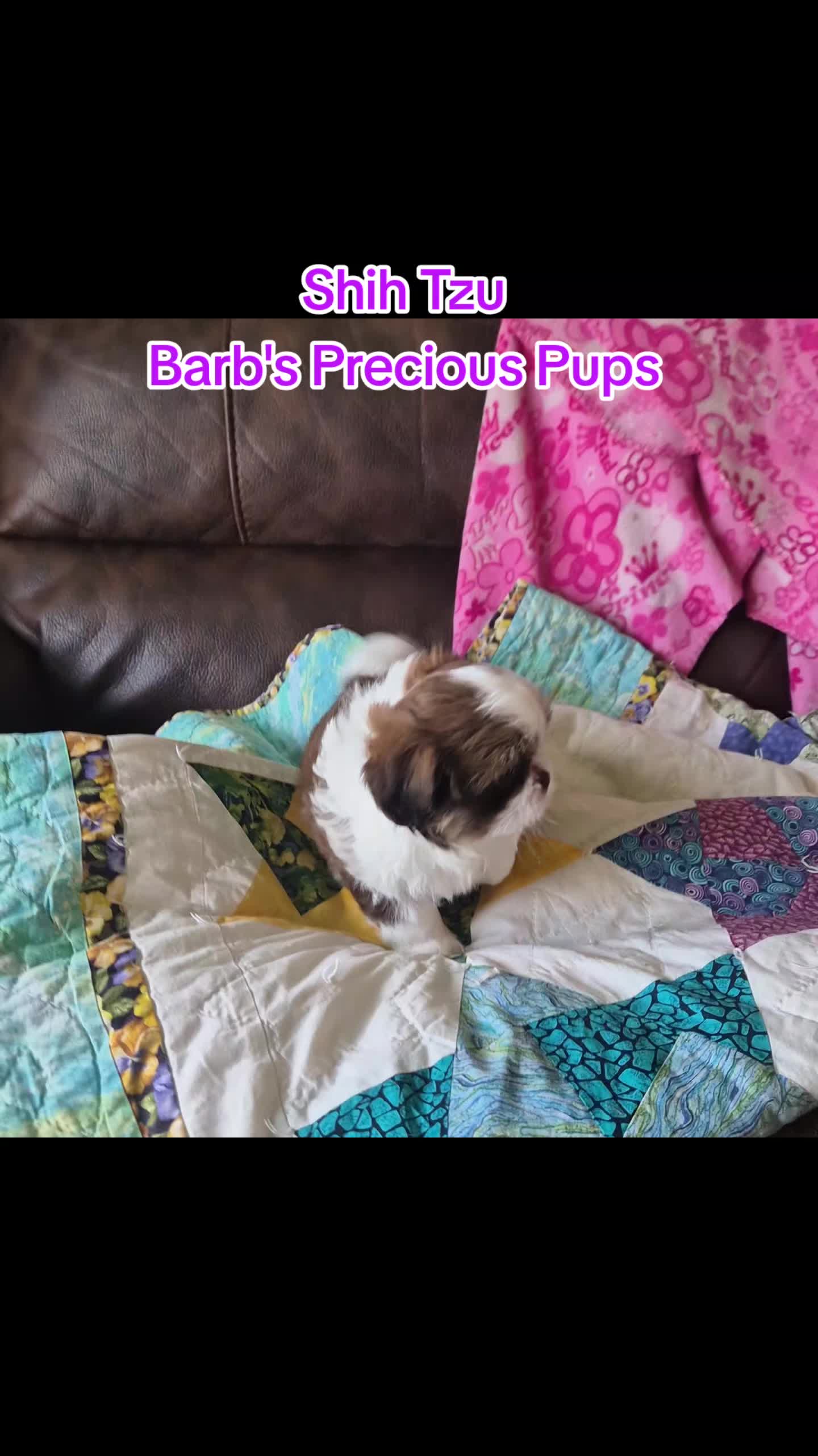 @Barb's Precious Pups