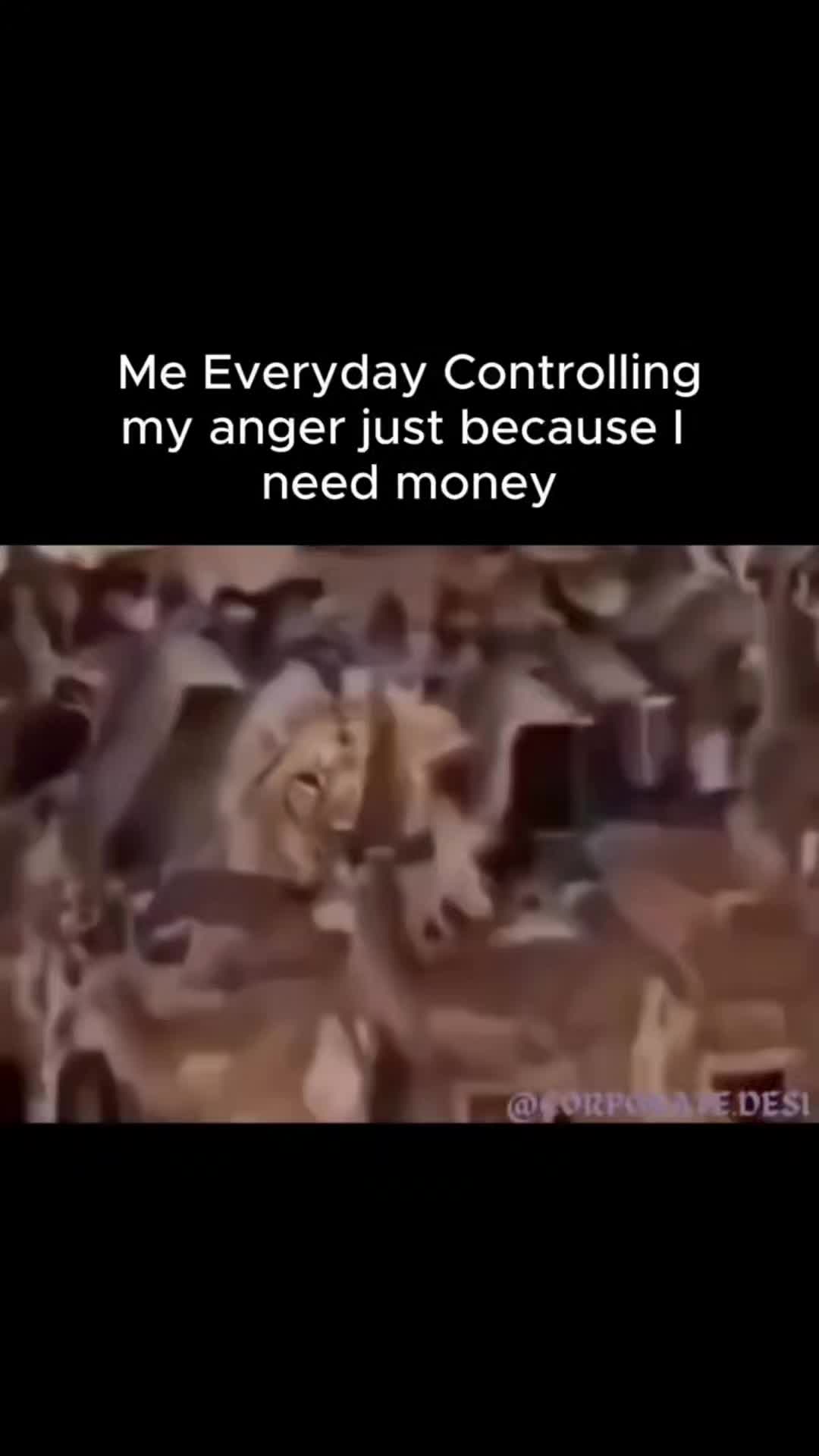 @Crookedcitykennel