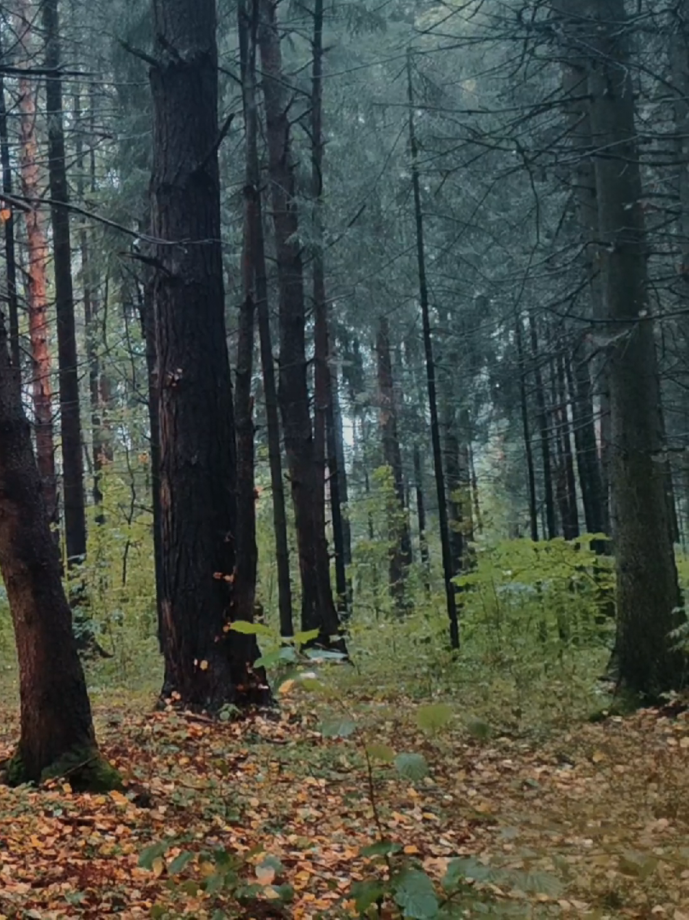 @khvoyny🌲