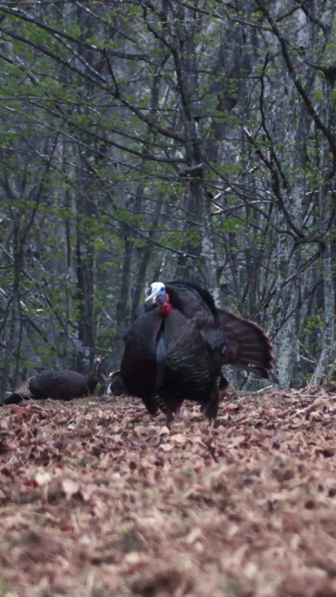 @FOXPRO Game Calls