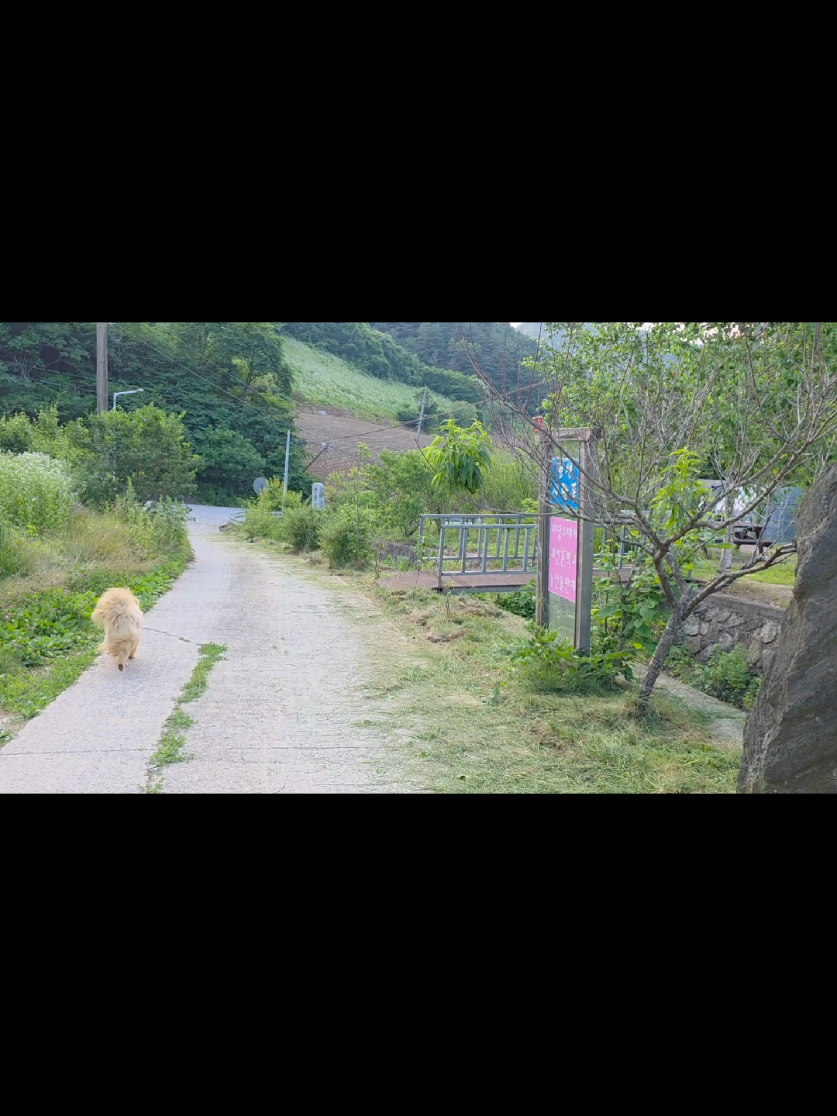 @유튜브 "정선사람들" 안용현