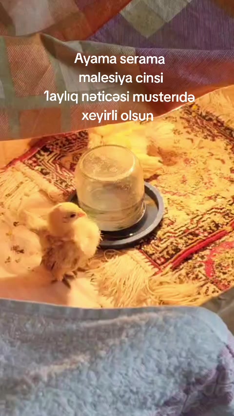 @MAŞTAĞA_QUŞCULUĞ