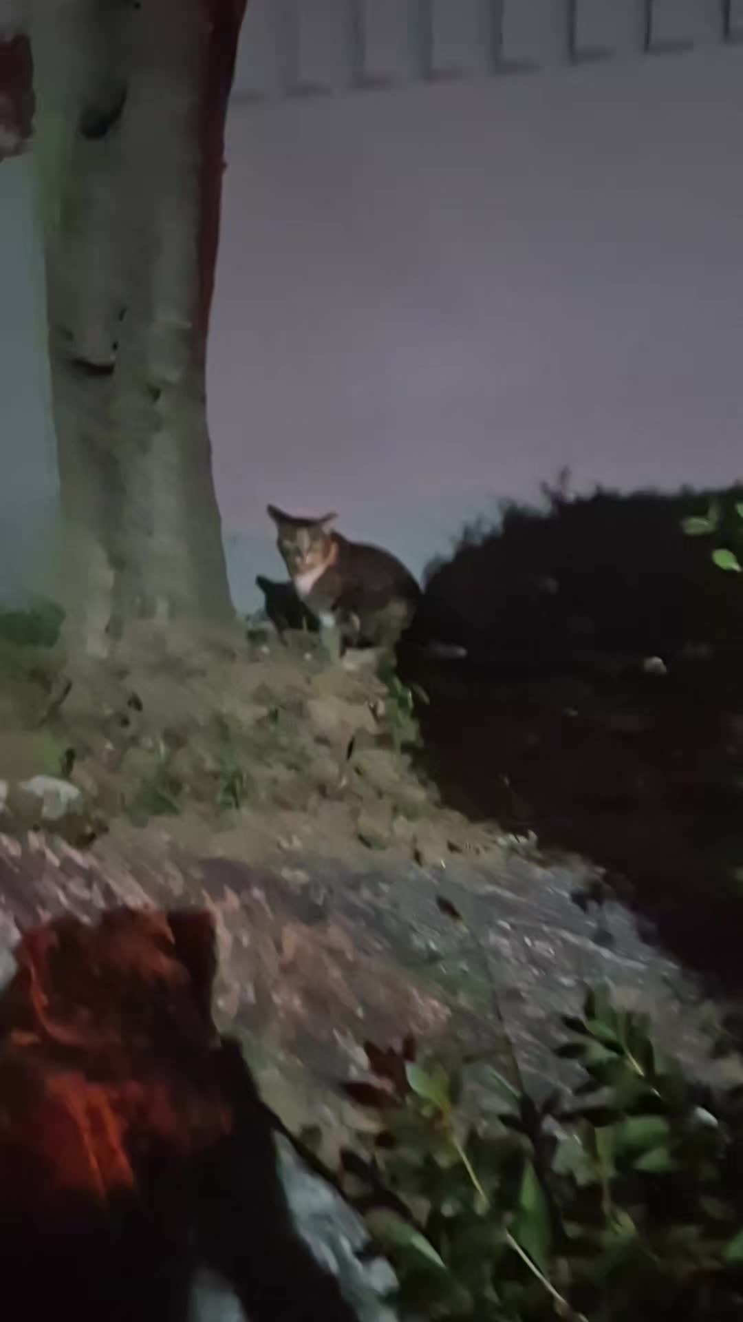 @고양이 형아