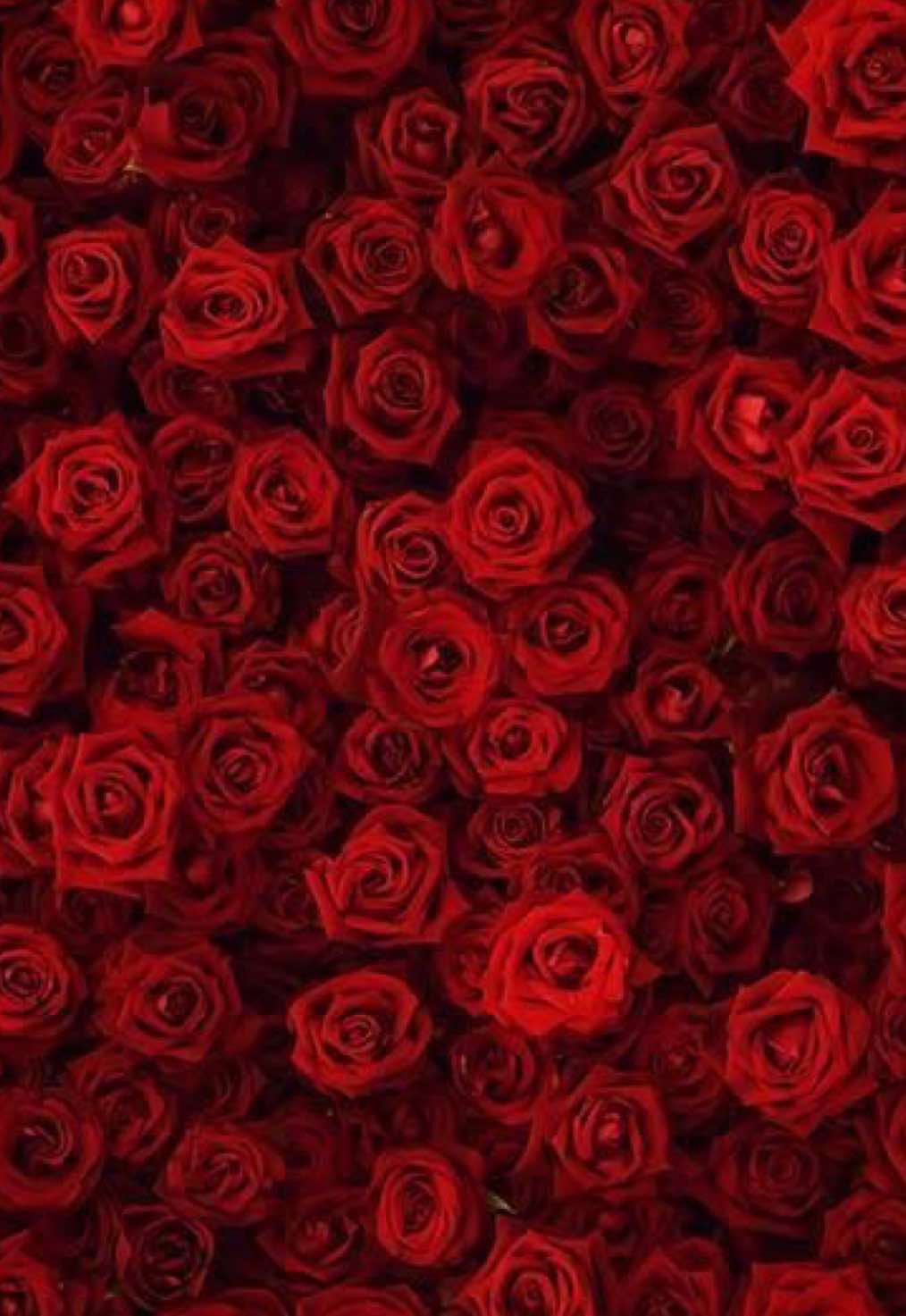 @ᡕᠵデᡁ᠊╾━ TORD ⌖