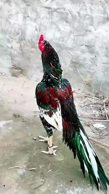 @Usmani bhatti ❤️