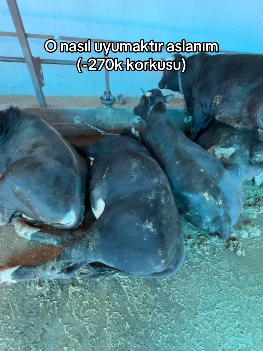@Kadir》S&ouml;ğ&uuml;t《🕊