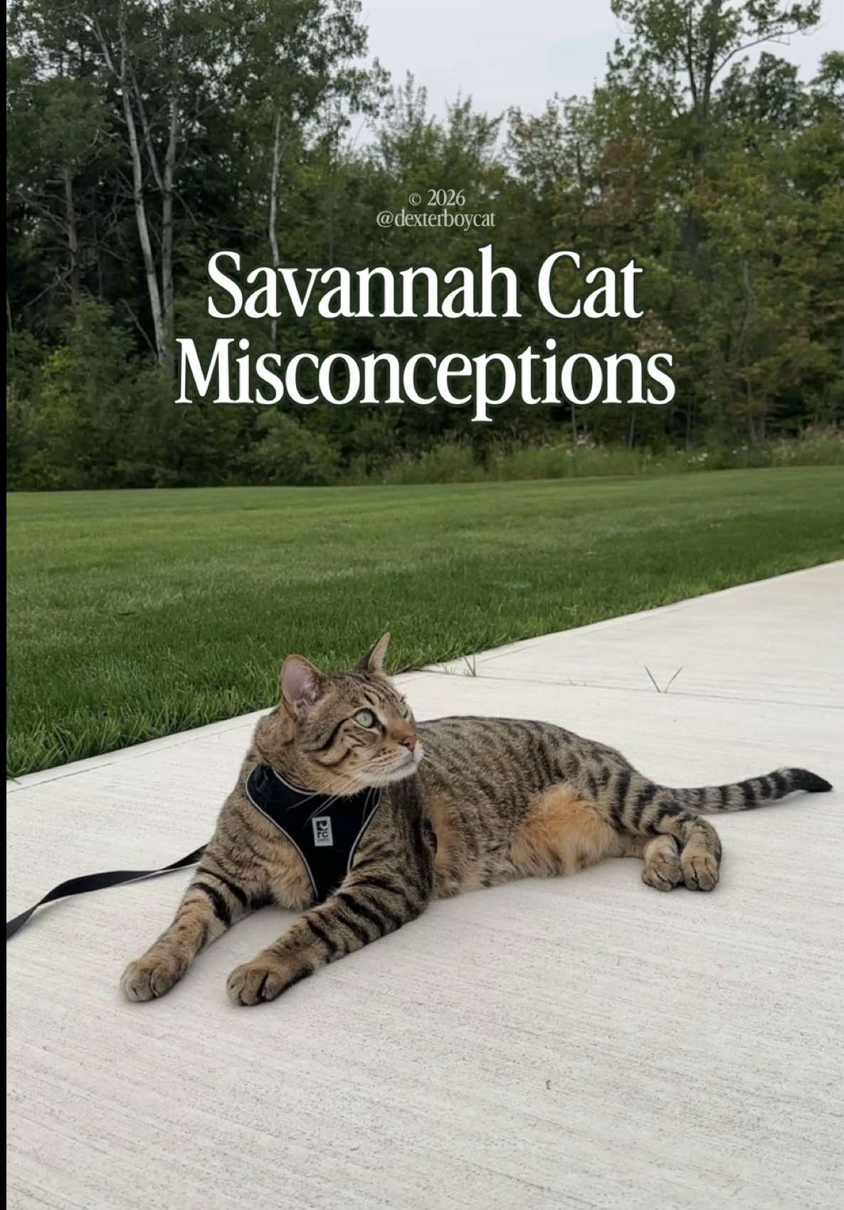 @dexterboycat 🐆&hearts;️