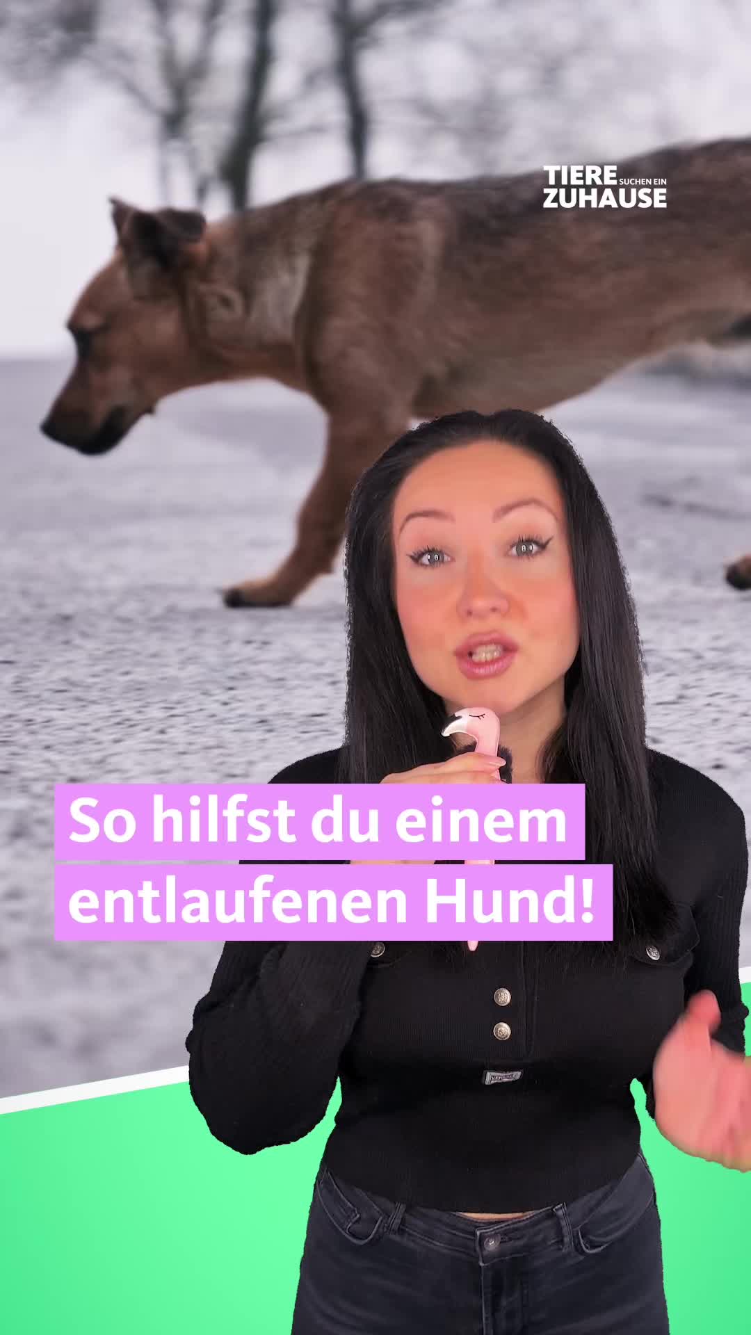 @Tiere suchen ein Zuhause