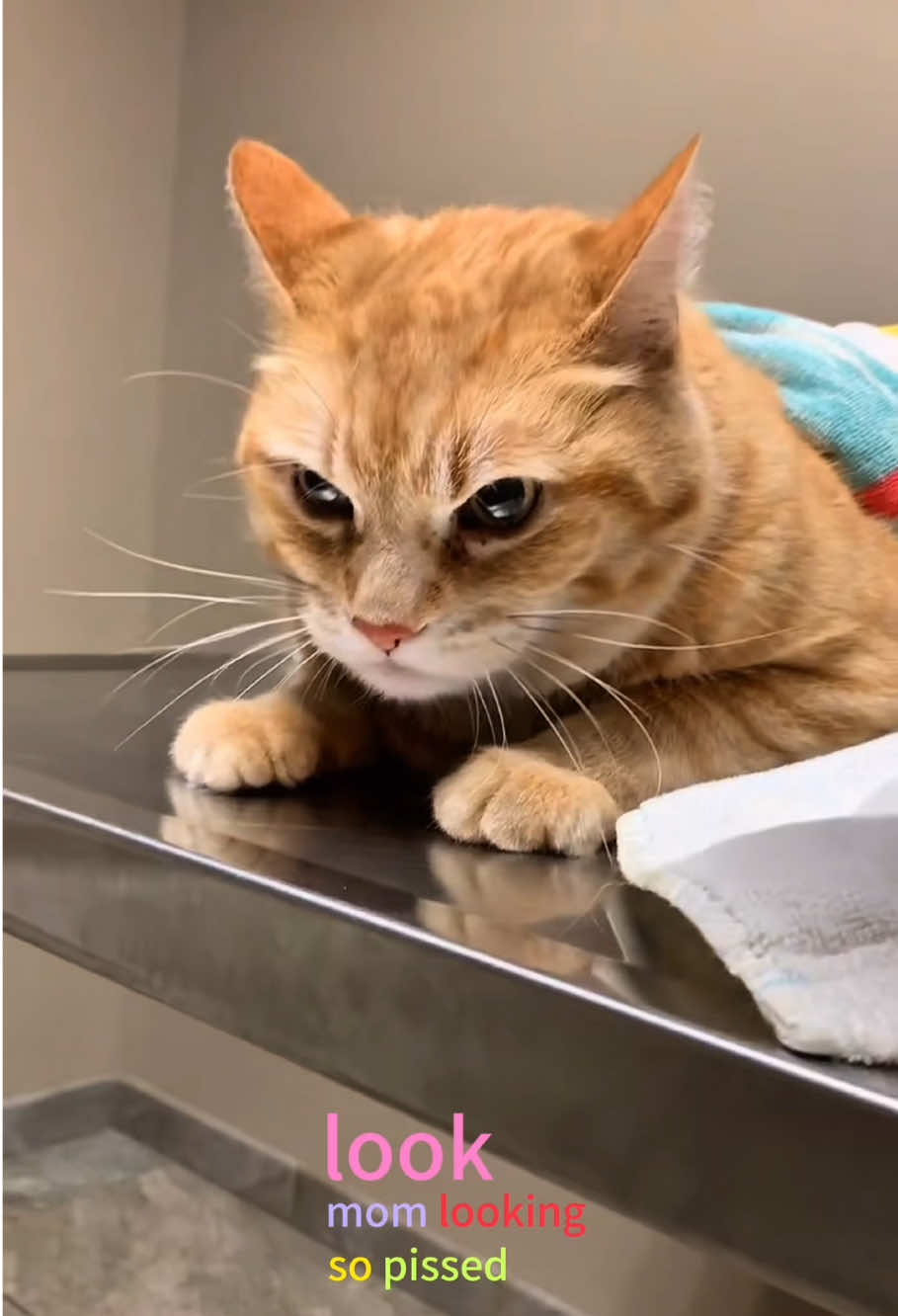 @petsoftiktok