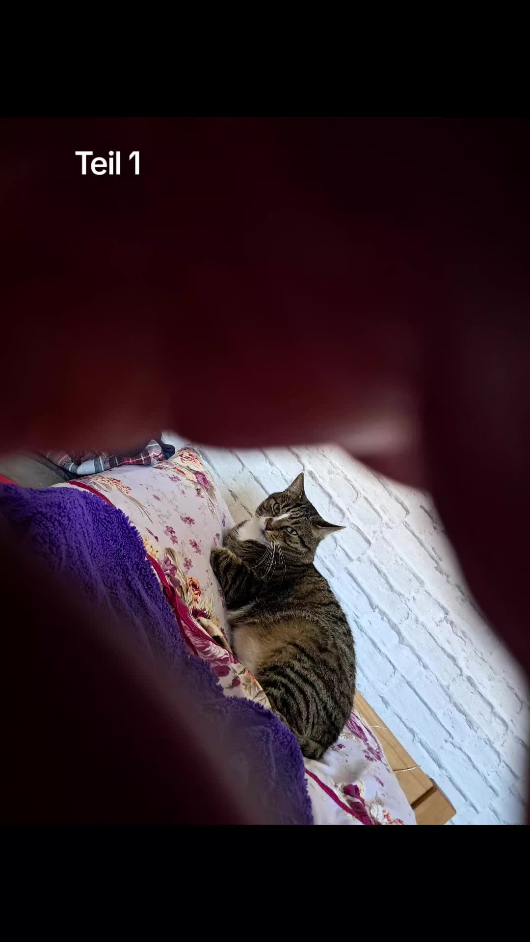 @Badcat _DHC🦁🦁