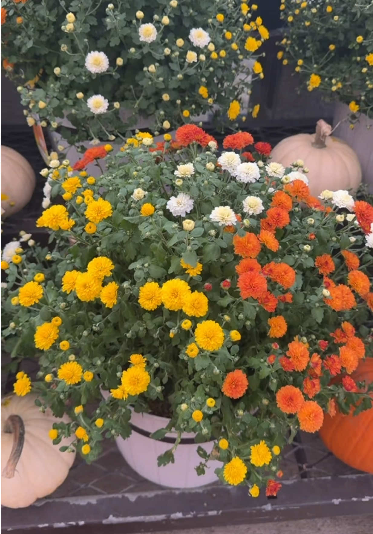 @beachflowersbake
