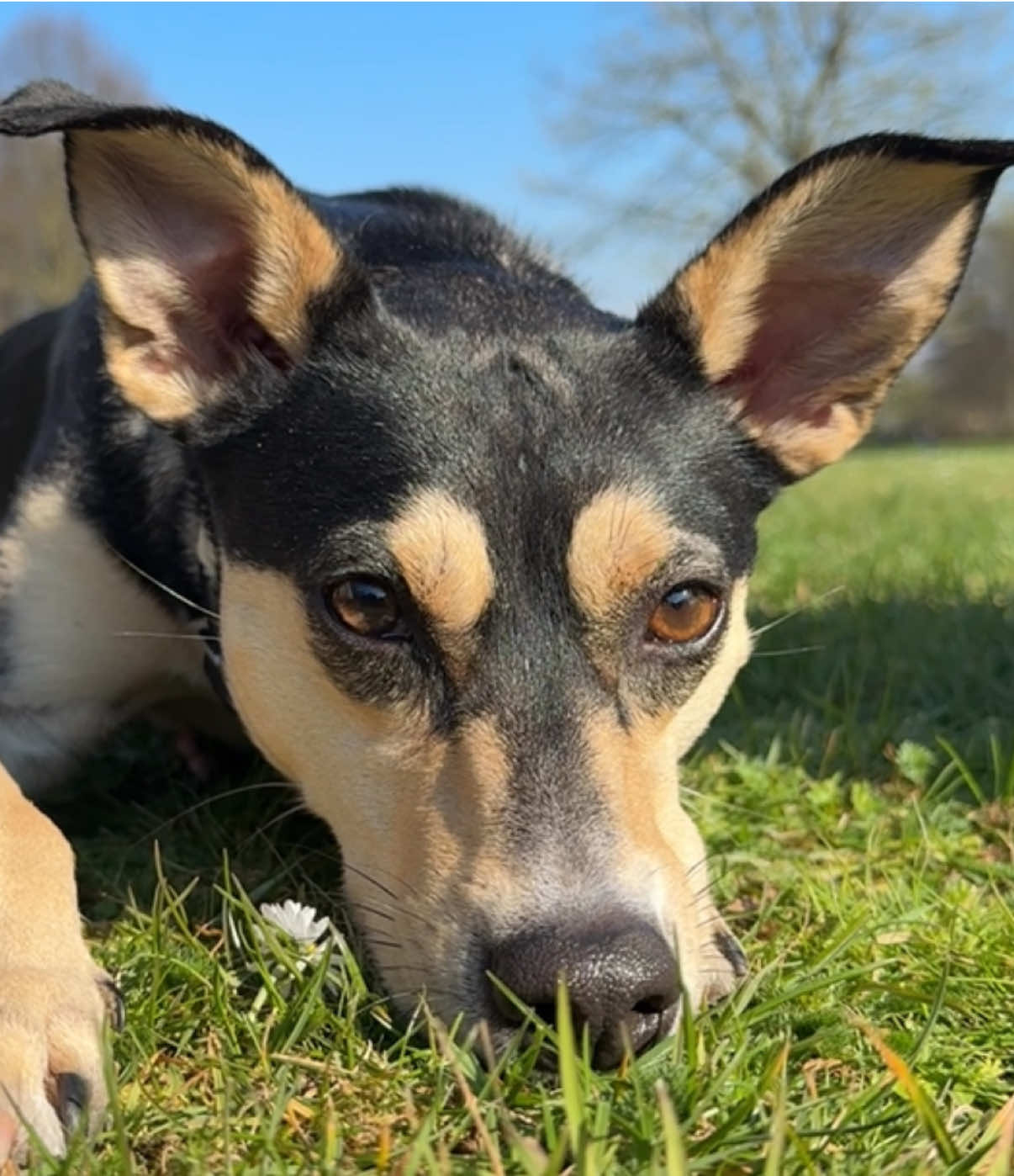 @🐾
