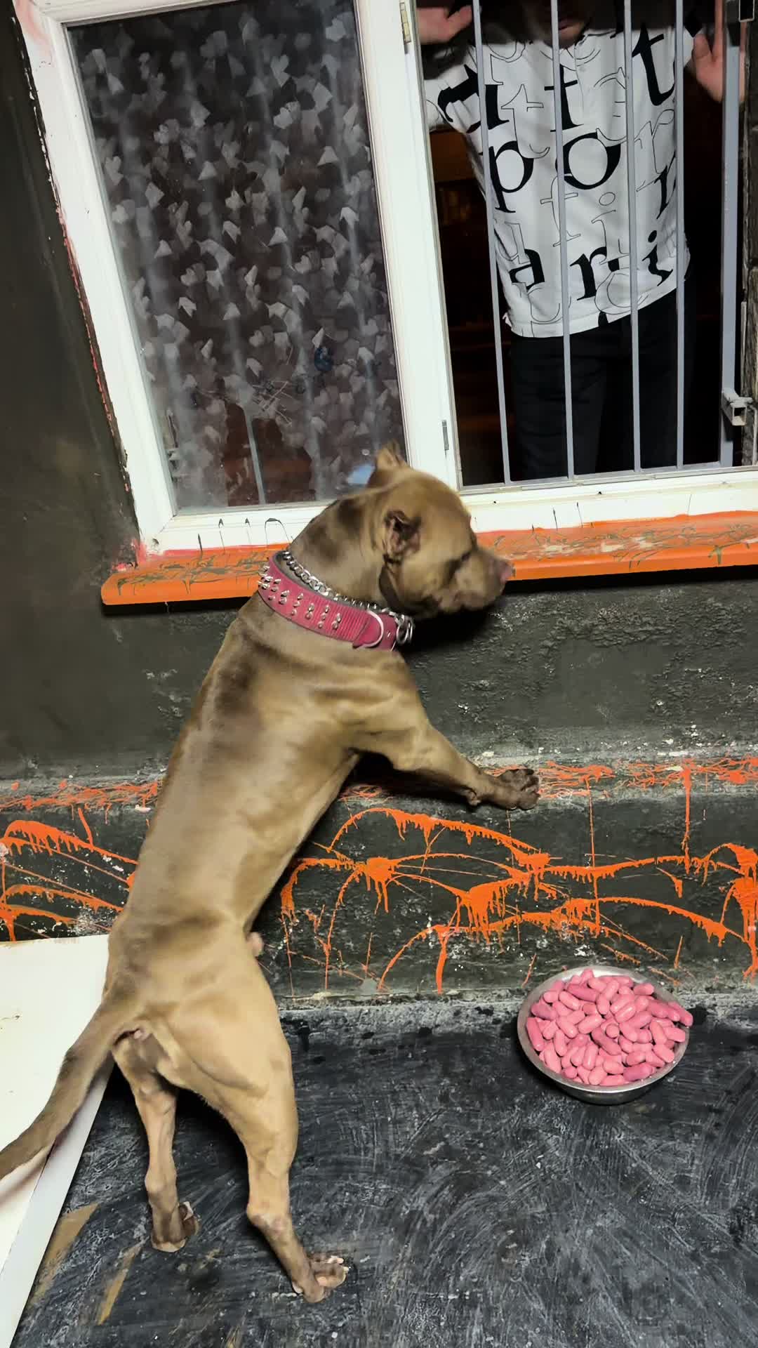 @BARUTBEYY🐶