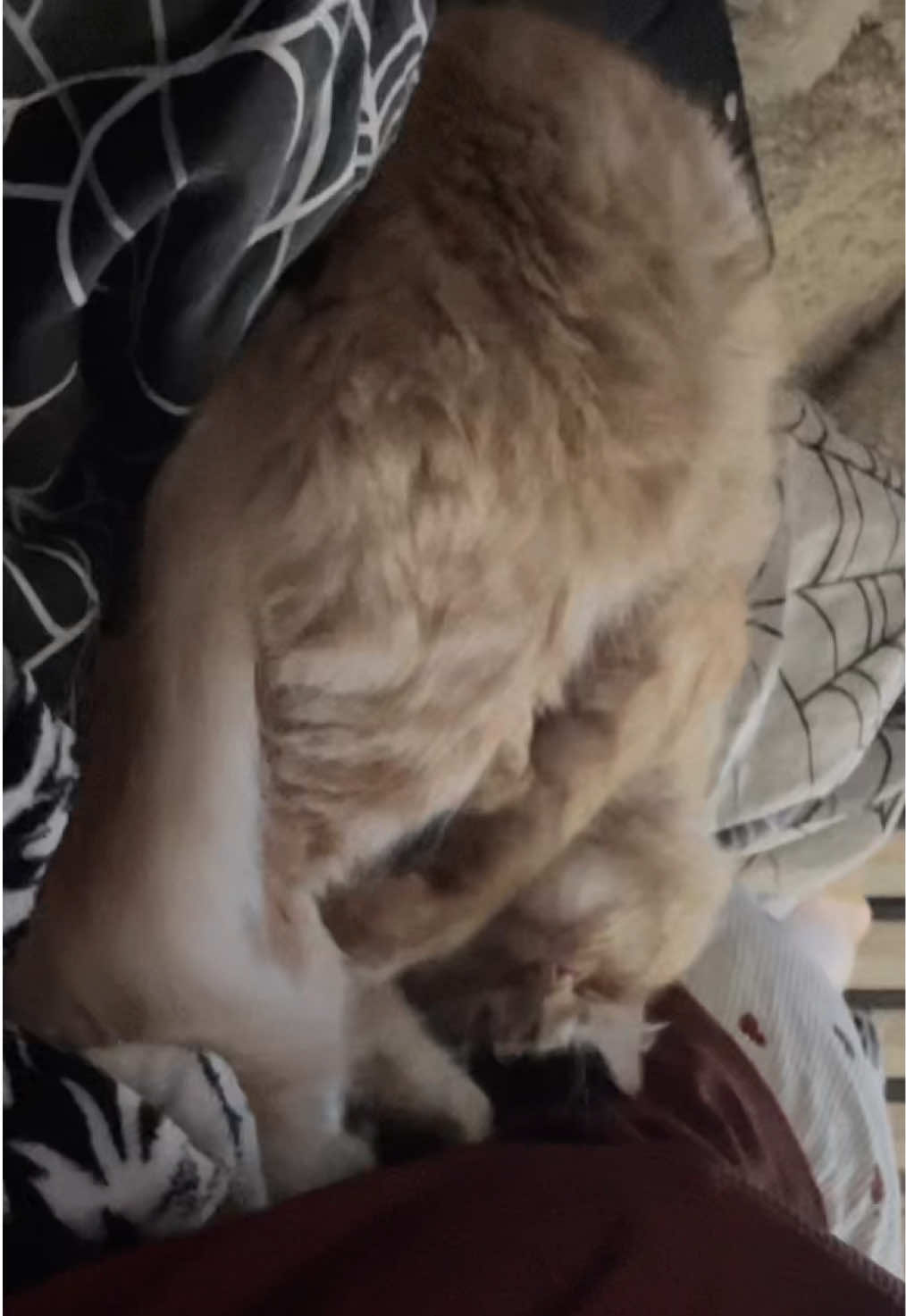 @лика🐈⬛🖤