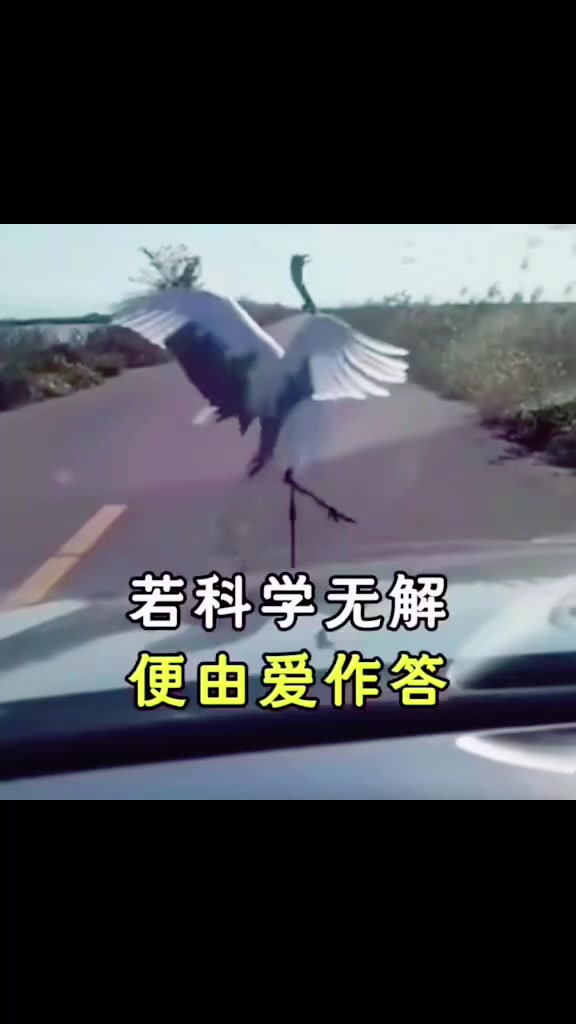 @妖狐