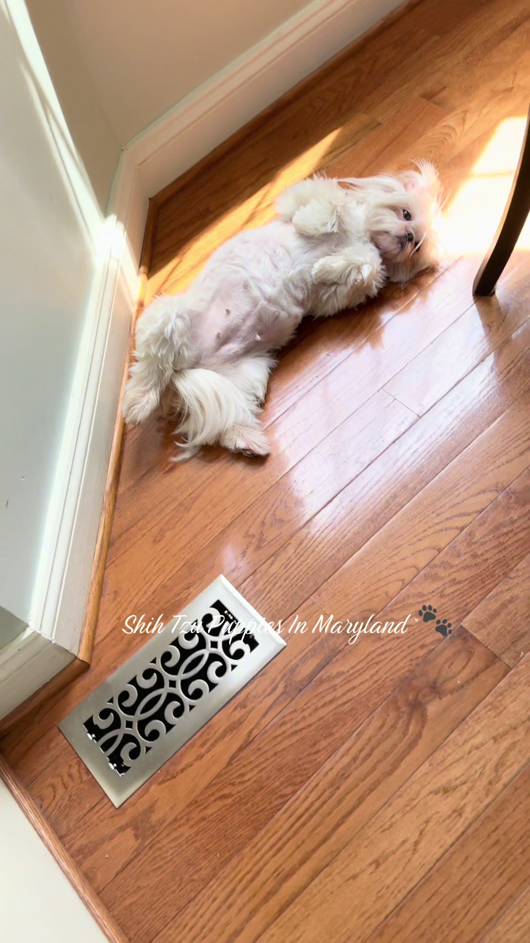@Shih Tzu Puppies in Maryland