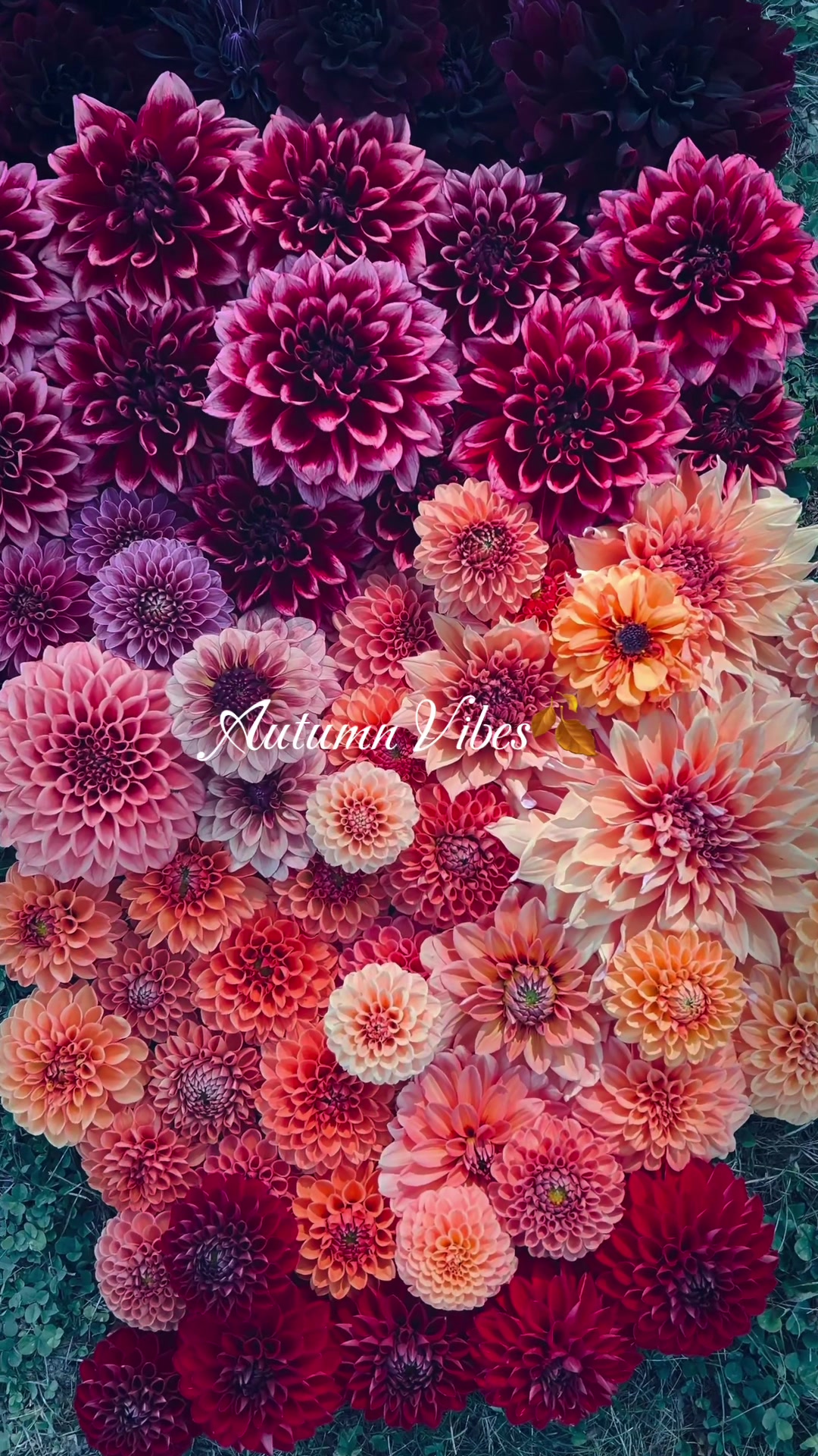 @Christopher | Flower Farmer