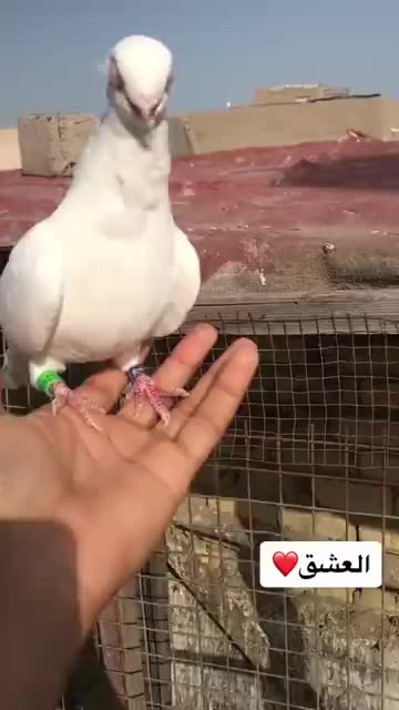 @َ🕊️🕊️