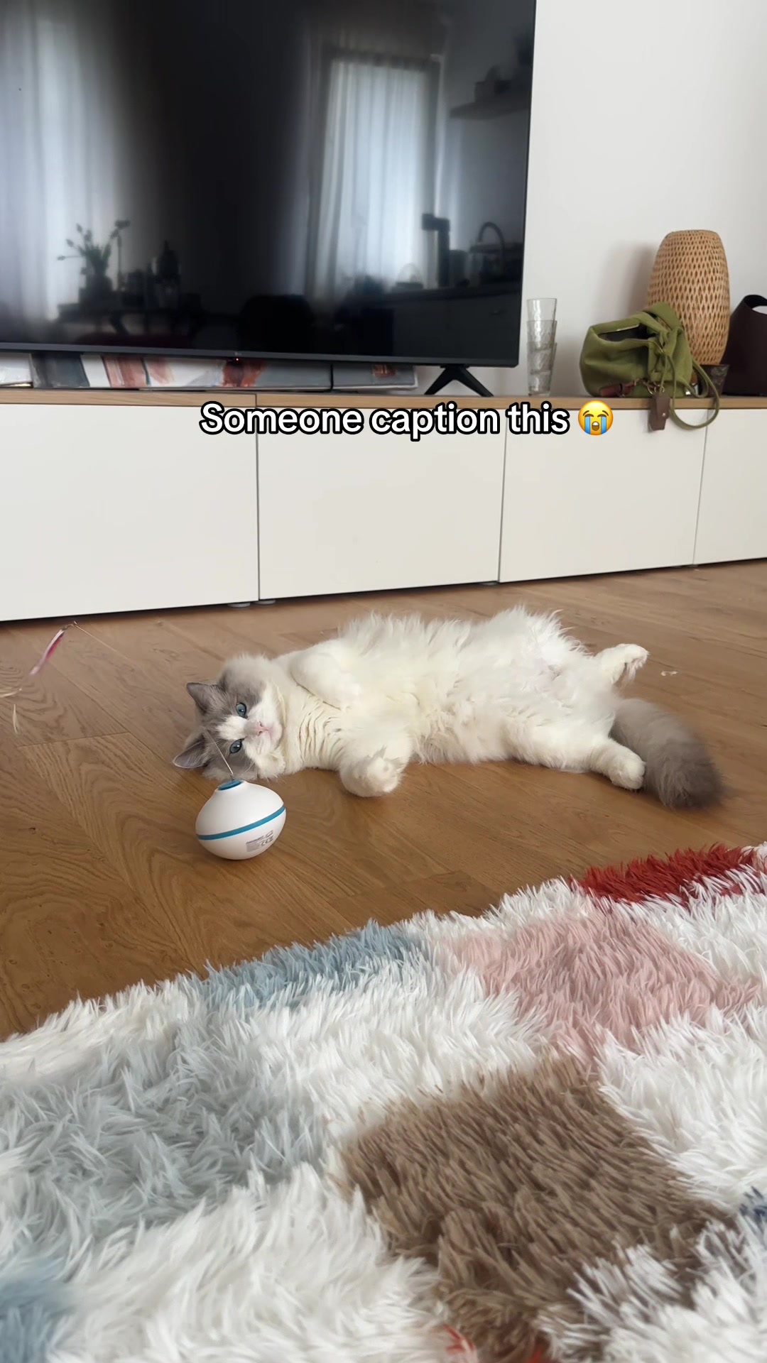 @Sirius Ragdoll