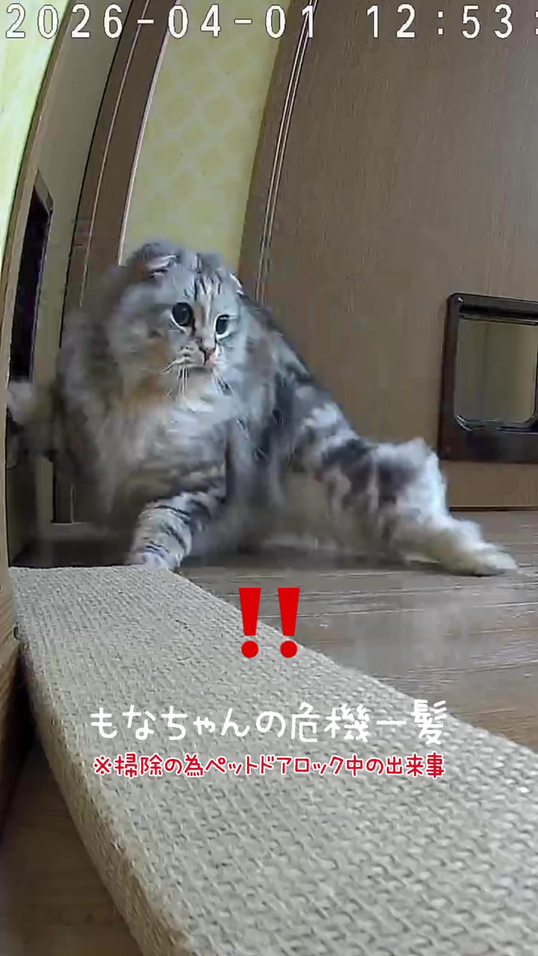 @ネコたまちゃんねる