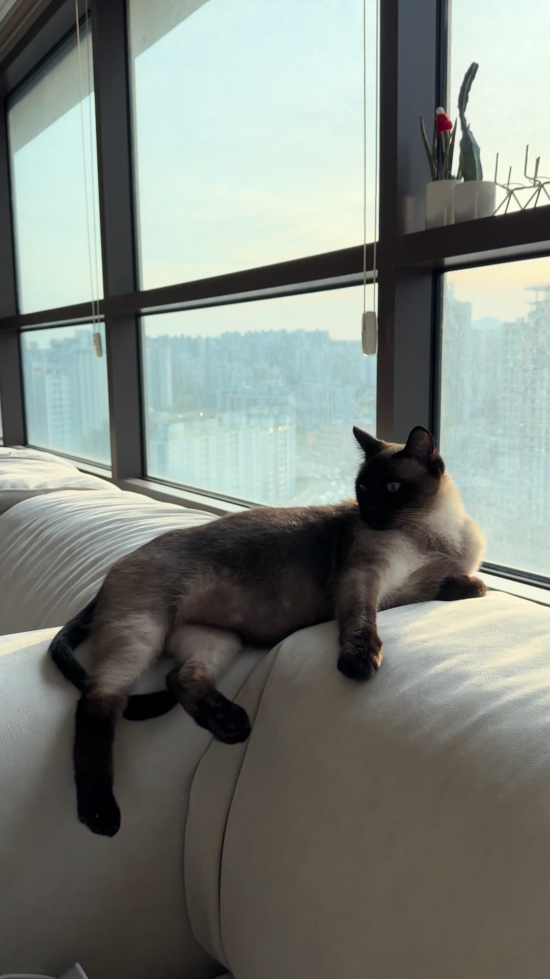 @금보르기니 꼬루스