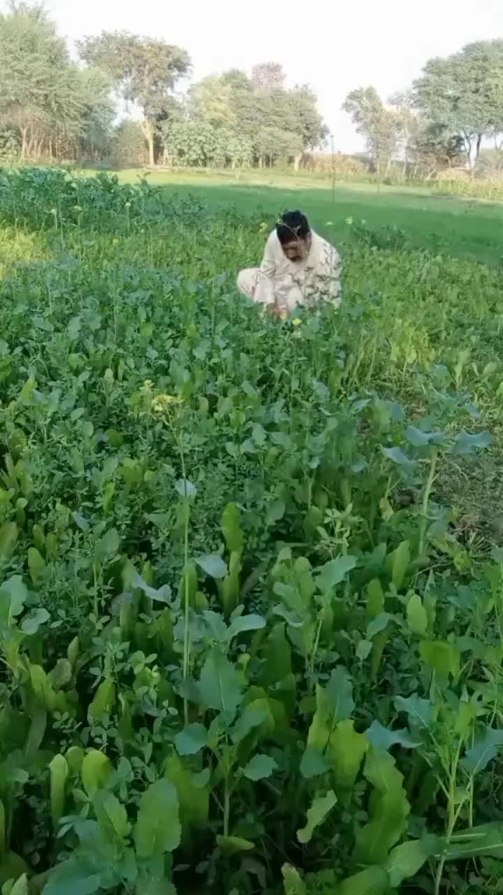 @Ramzan khan dunyapur