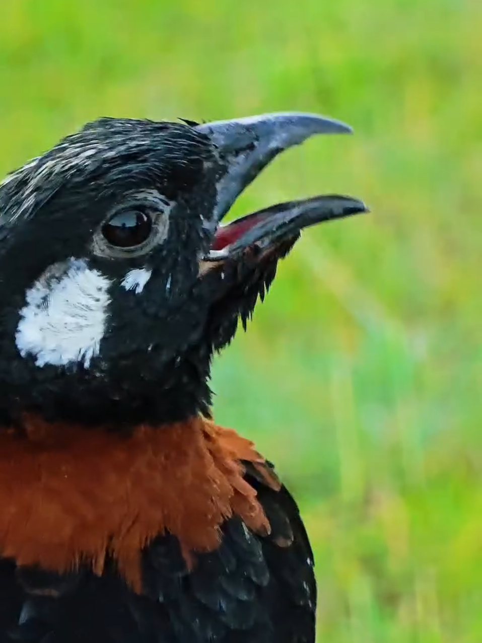 @Birds Lover