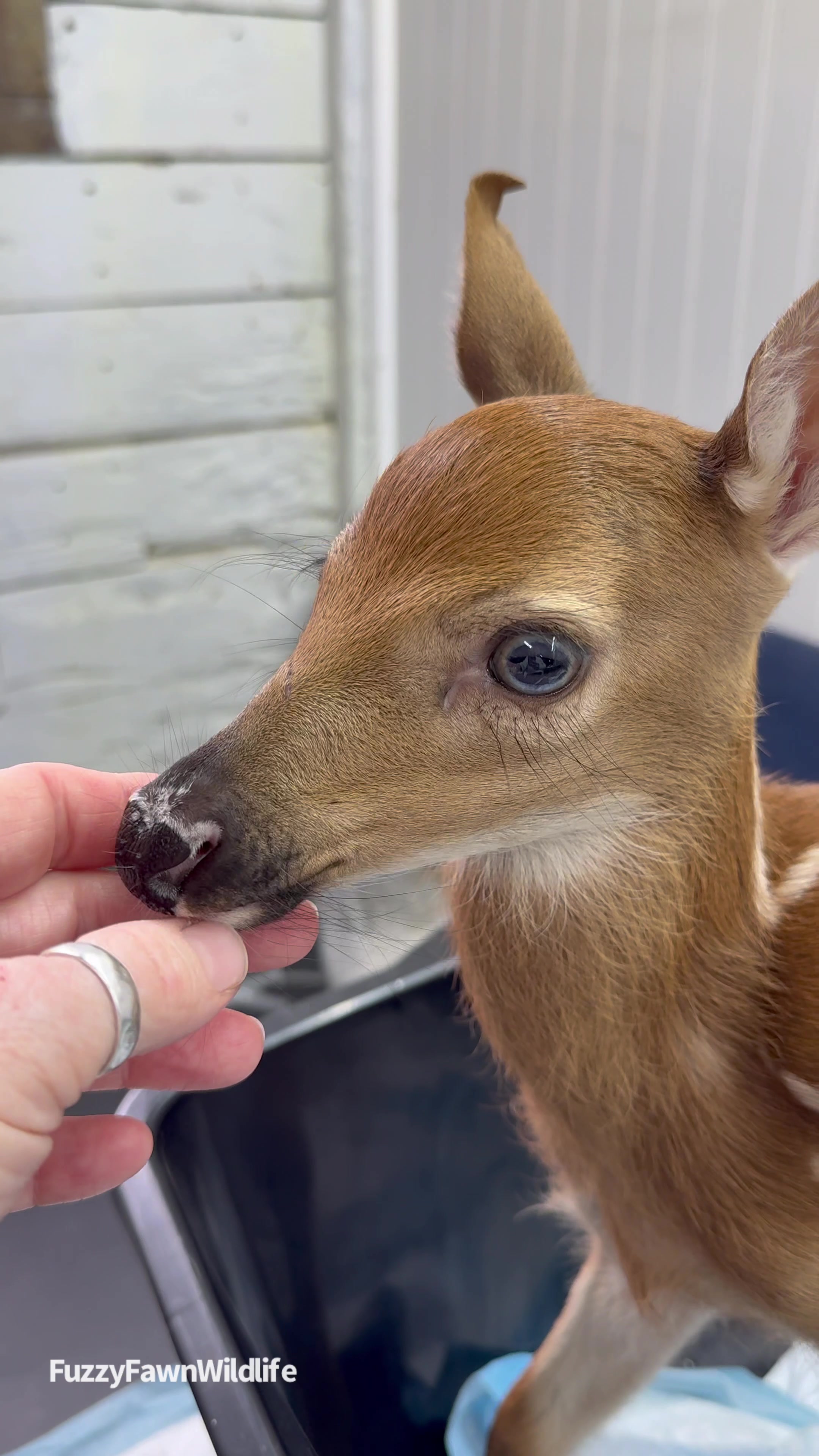 @Fuzzy Fawn Wildlife