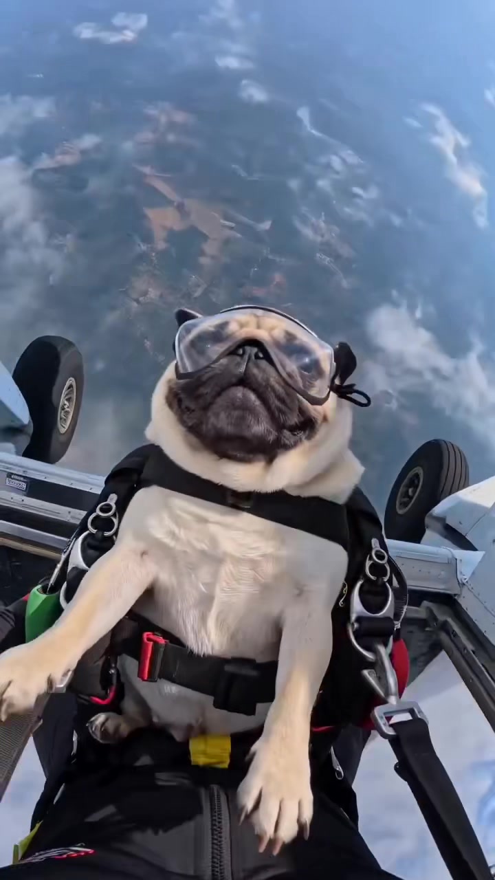 @Lucas The Pug