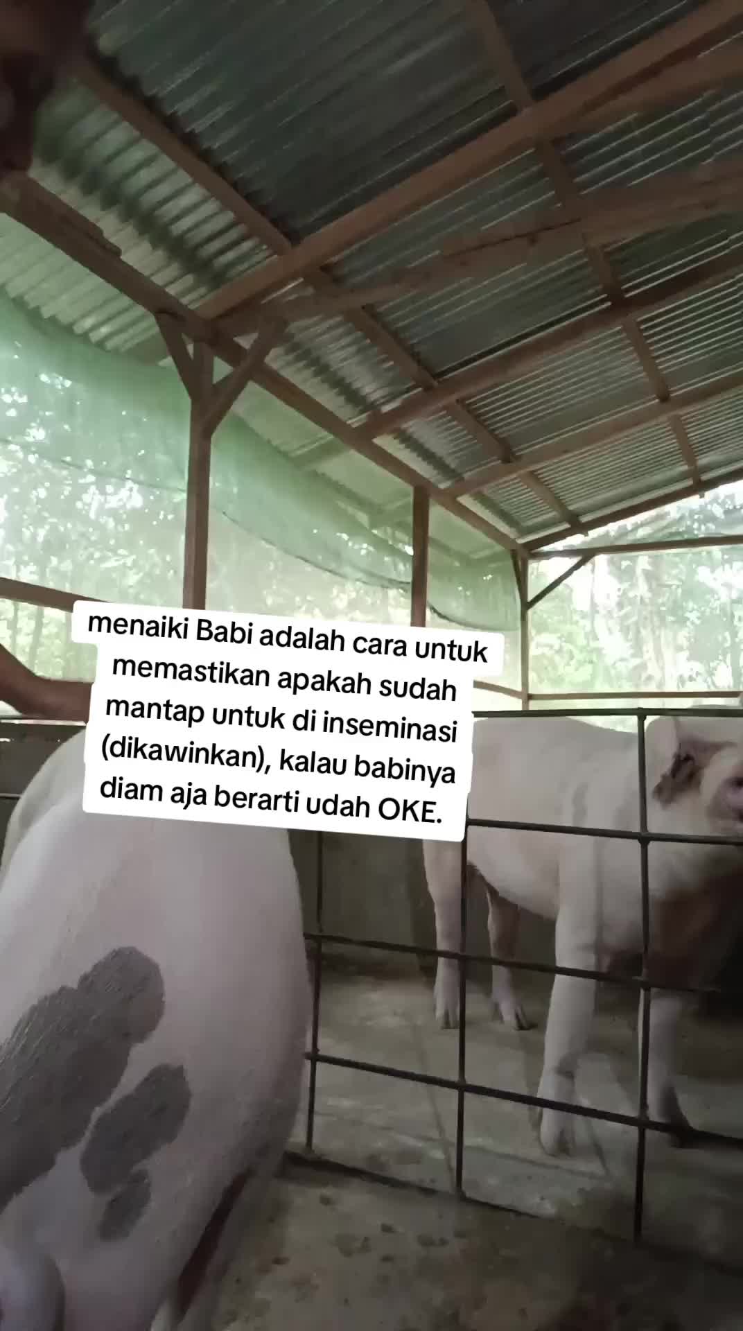 @mama Brigita