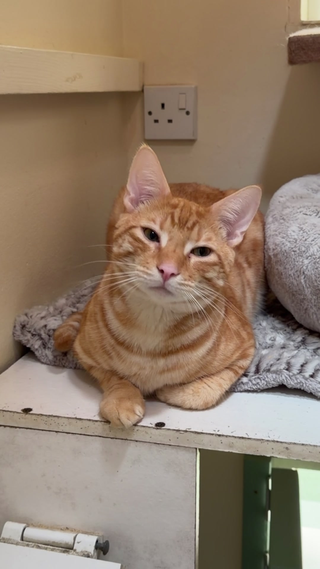 @Herongate Village Cattery
