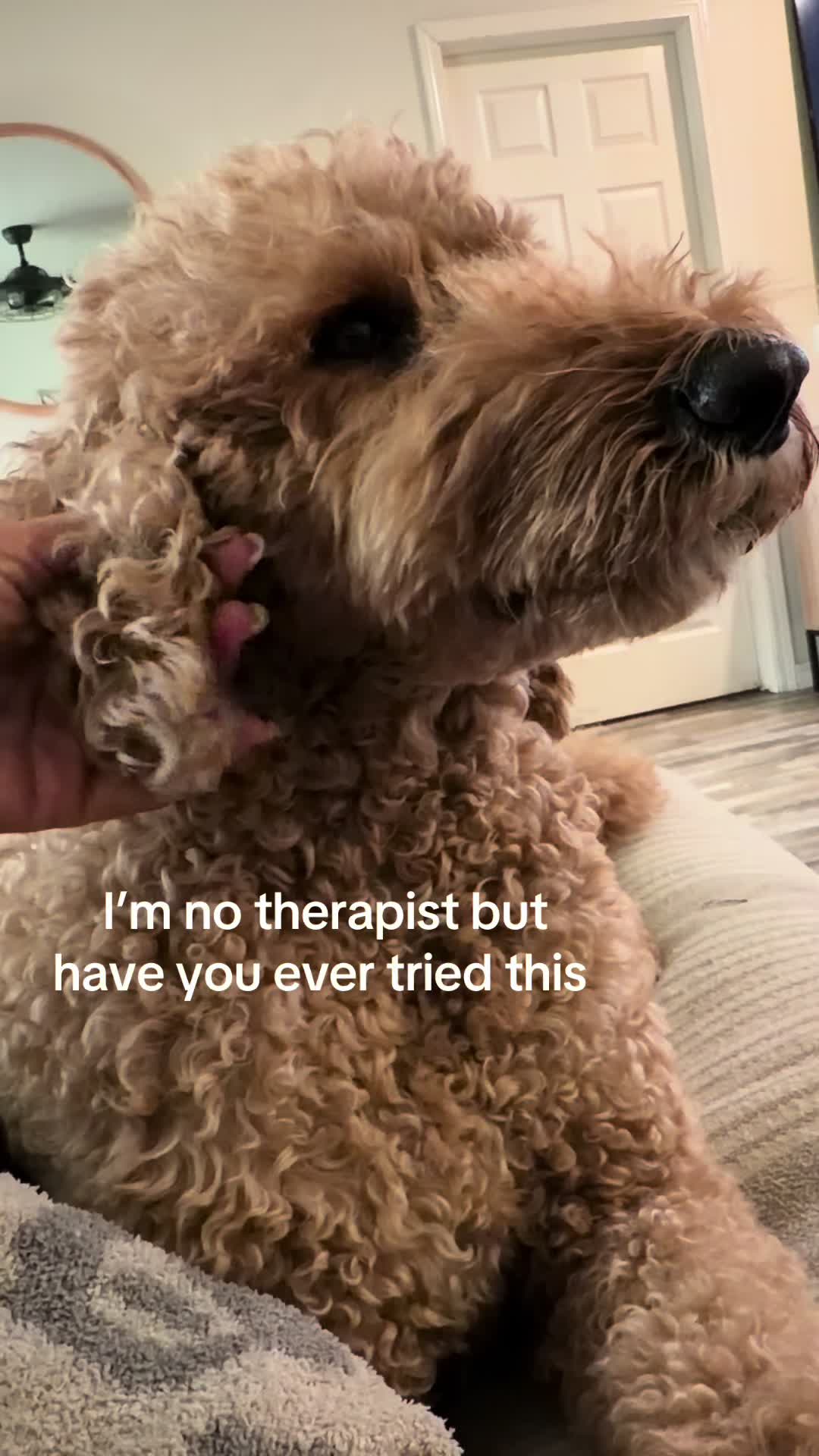 @doodle.mami.aimee🤍🐾