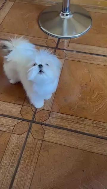 @kate_pomeranianl