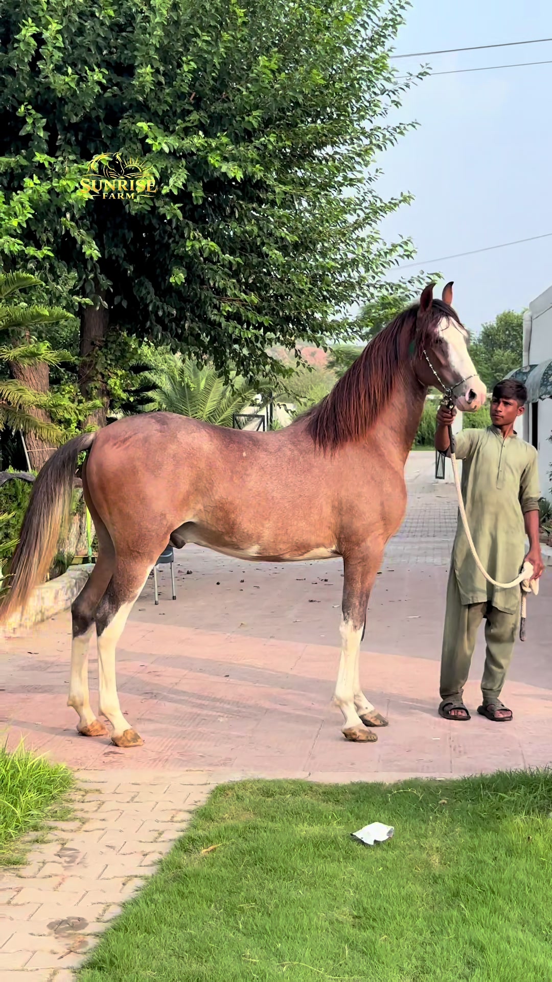 @SUNRISE STUD FARMS RAWALPINDI