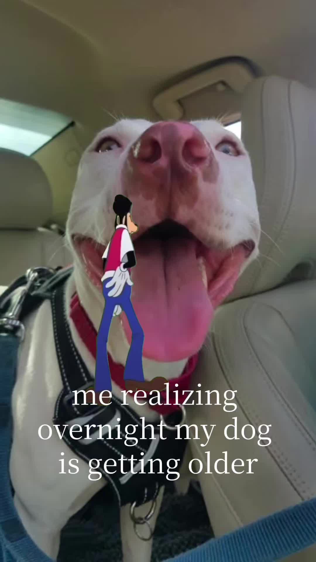 @SkkyDogWalker