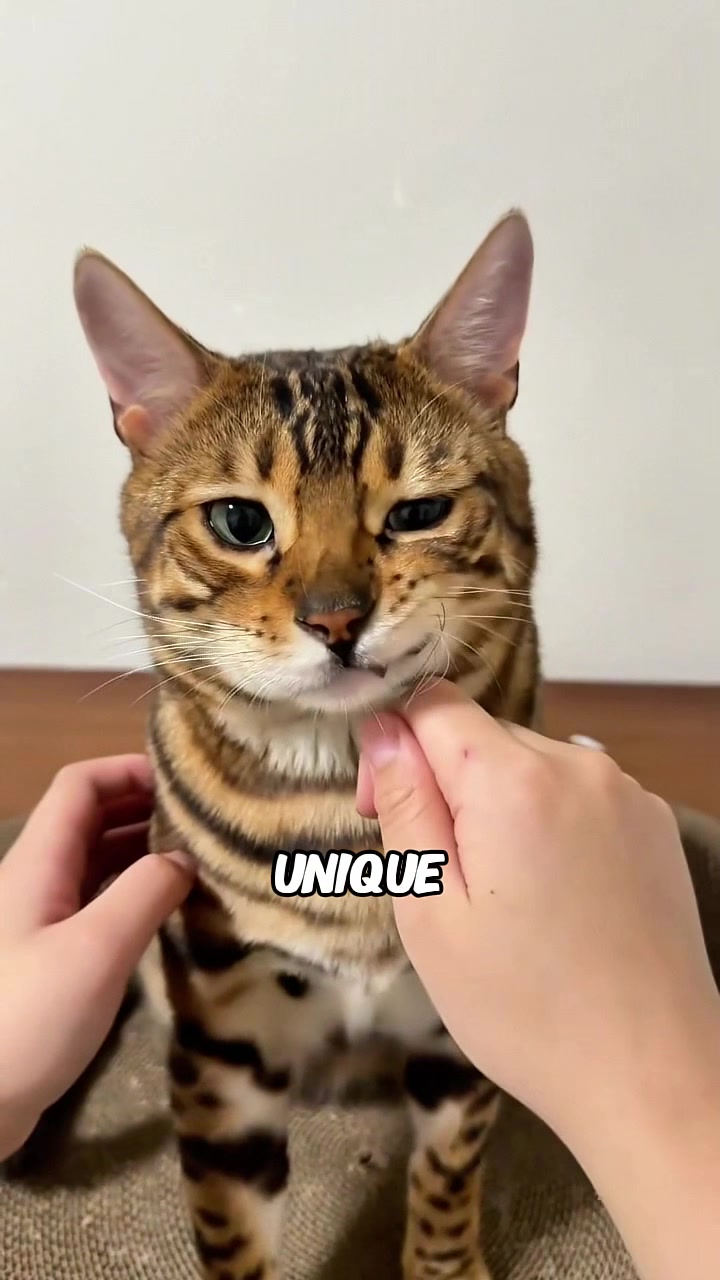 @rescuetails