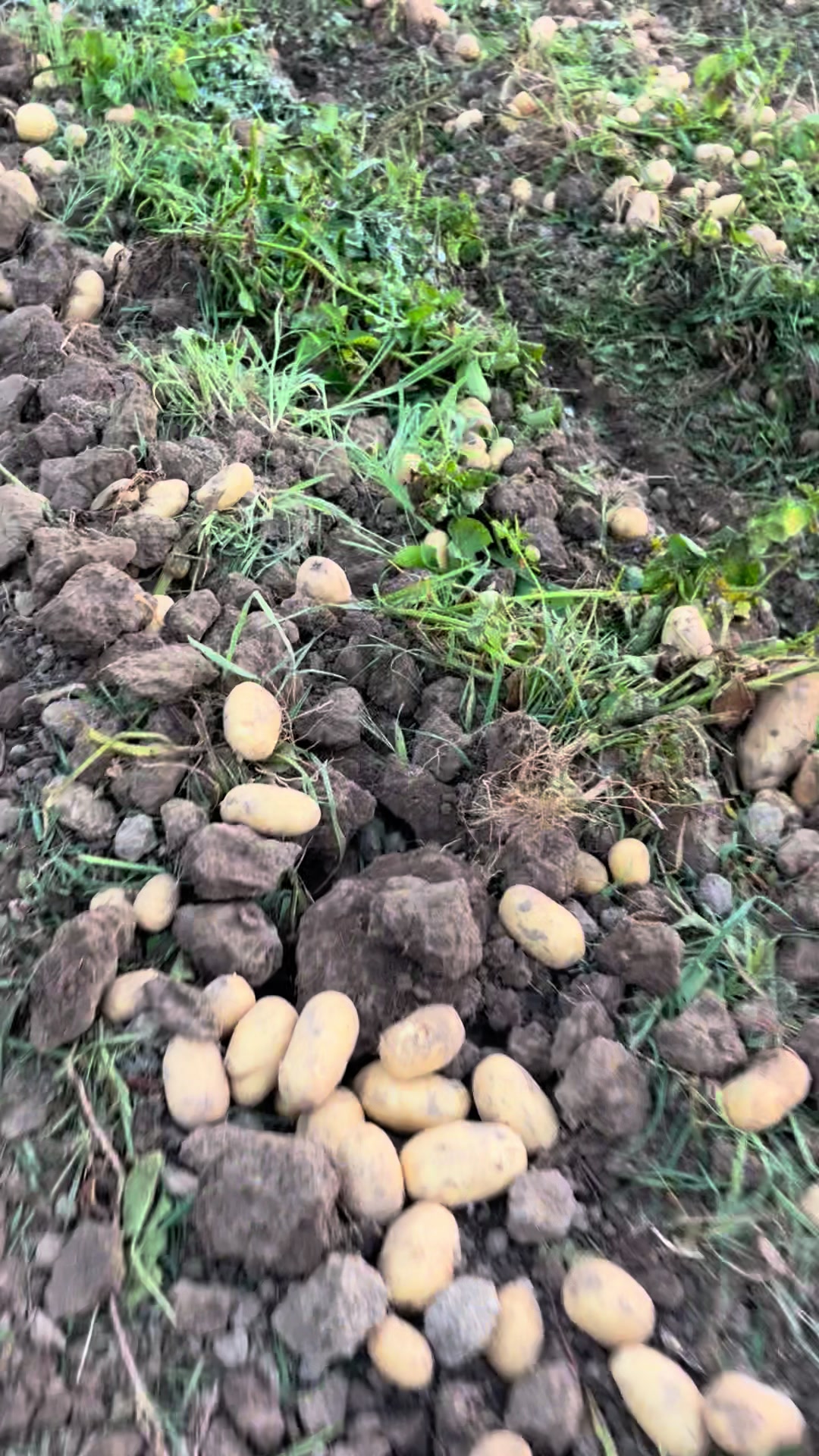 @Köyden Gelen ses