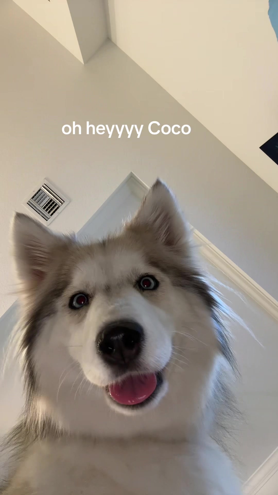 @lifewith2huskies