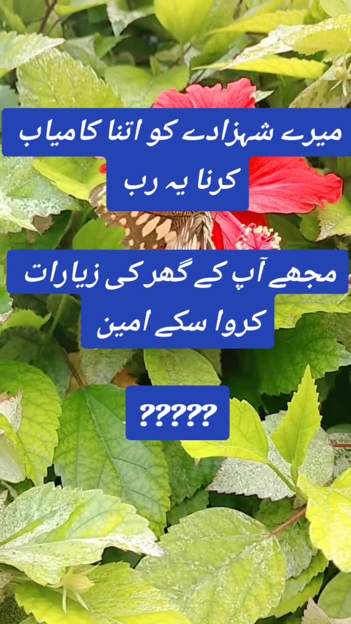 @Pardesi ki pendu wife hon🇦🇪