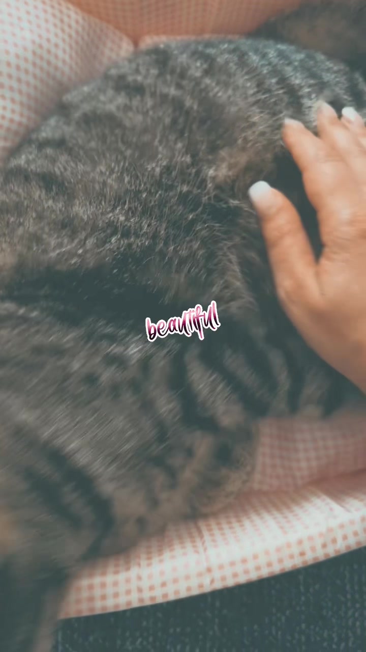 @🐾MILKAM🖤WHISKEYM🩶🐾A❤️🫂