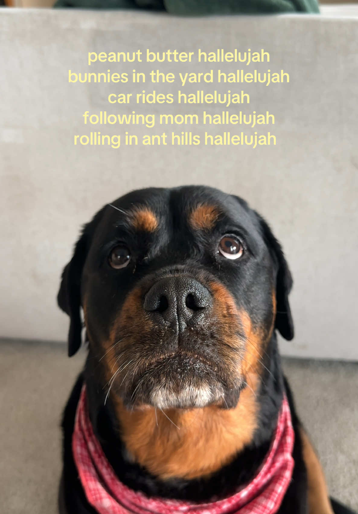 @Kasey the Rottie