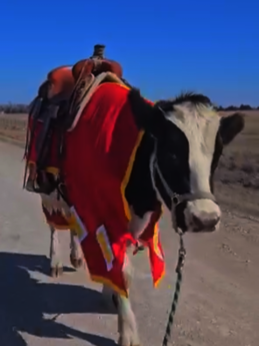 @Only Cows