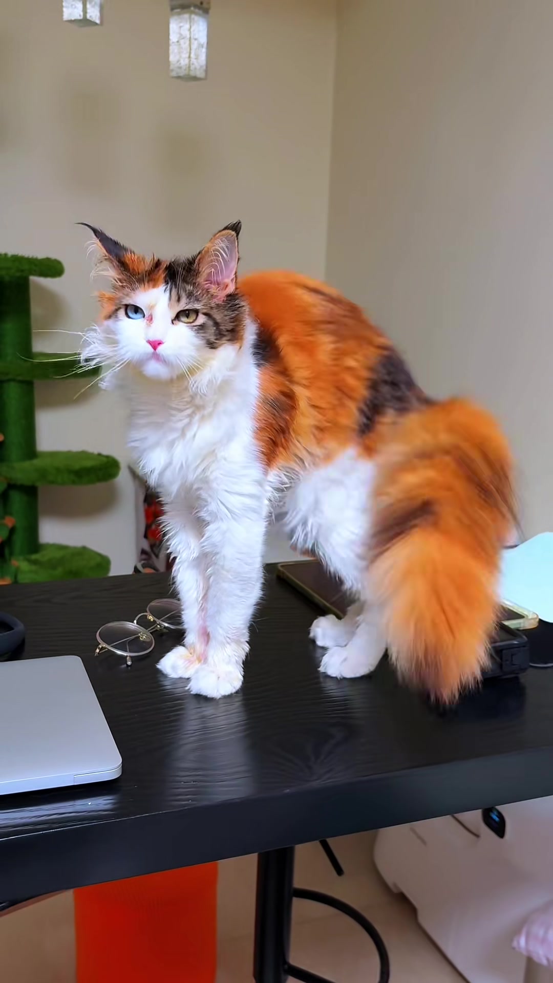 @Majestic Maine Coons 🐾